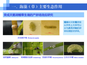 水生生物資源養(yǎng)護(hù)先進(jìn)技術(shù)系列連載 五 海草移植栽培技術(shù)